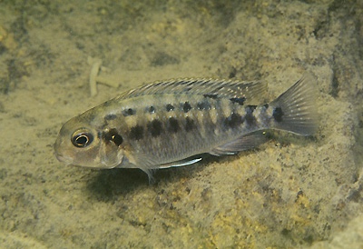 Tropheops tropheops 'Makanjila Point'